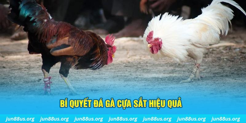 sum5 club đá gà cựa dao