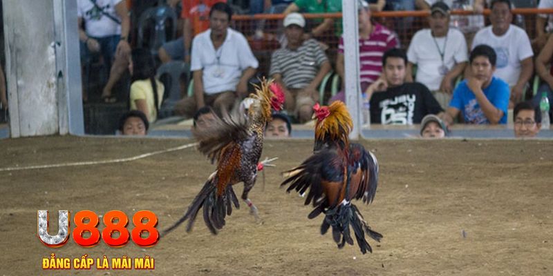 sum5 club đăng nhập mậu binh online