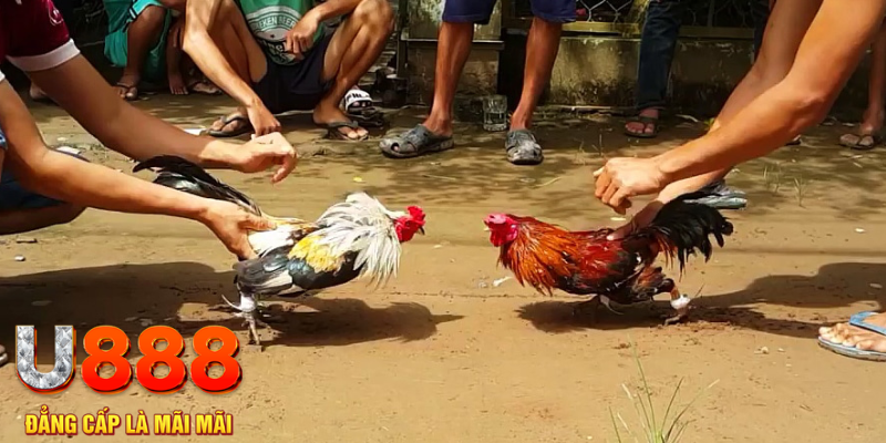 sum5 club đăng nhập mậu binh rút tiền nhanh