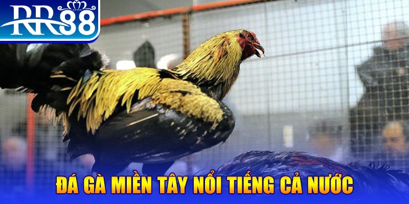 sum5 club gà chọi c1.com trực tiếp 888