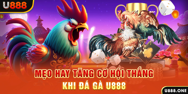 sum5 club trực tiếp gà chọi c1
